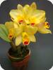 Slc.(Sc. Beaufort x Lc. Orglade's Glow) Kewipie